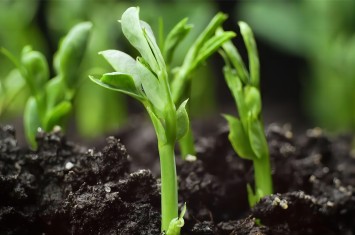 散文丨讓每一粒種子都在“西保”沃土發芽生根